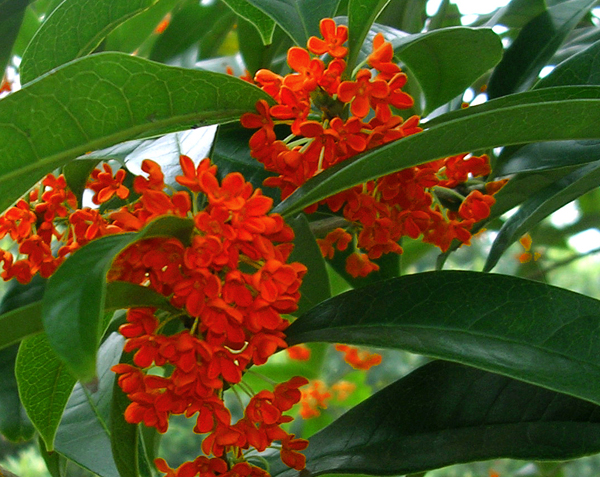 Osmanthus fragrangs CV Zhushagui