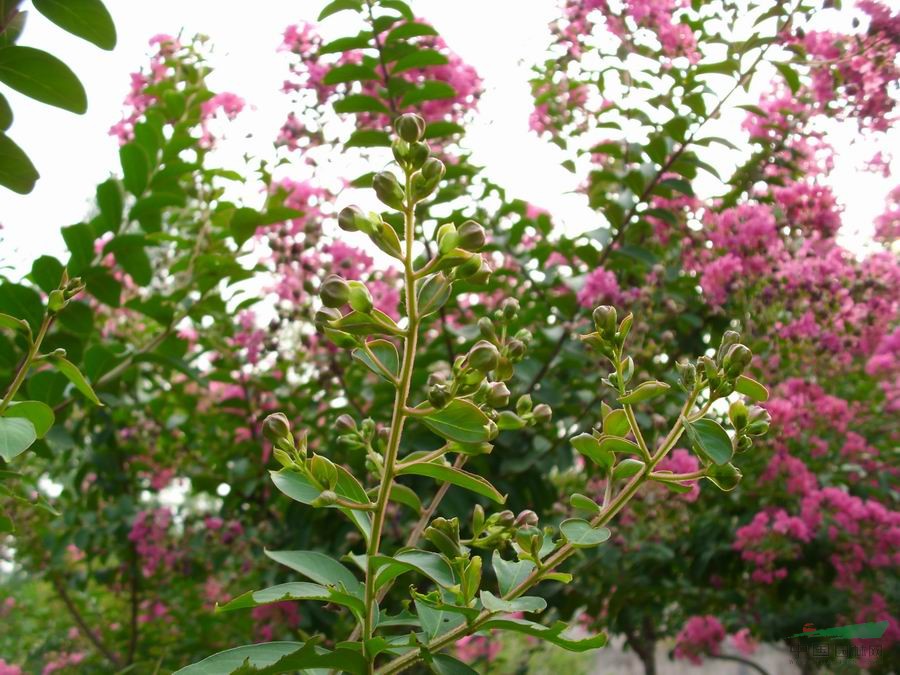 Crape myrtle tree