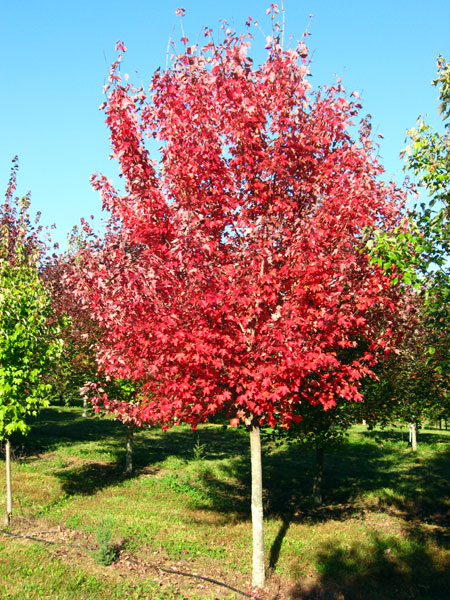 Cedro rojo americano